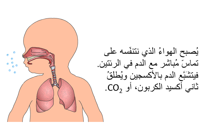 يُصبح الهواءُ الذي نتنفّسه على تماسّ مُباشر مع الدم في الرئتين. فيتشَبَّع الدم بالأكسجين ويُطلقُ ثاني أكسيد الكربون، أو CO<SUB>2</SUB>.
