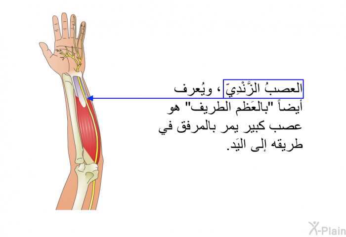 العصبُ الزَّنْدِيّ ، ويُعرف أيضاً "بالعَظم الطَّريف" هو عصبٌ كبير يمُرُّ بالمرفق في طريقه إلى اليَد.