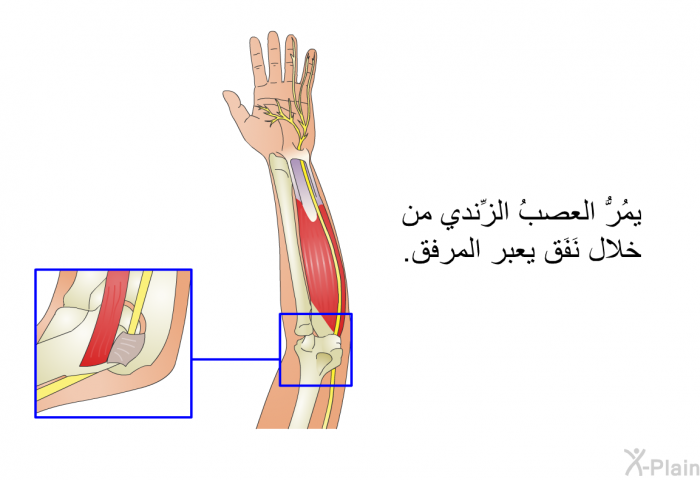 يمُرُّ العصبُ الزِّندي من خلال نَفَق يعبر المرفق.