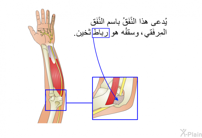 يُدعى هذا النَّفَقُ باسم النَّفَق المِرفَقي، وسقفُه هو رِباطٌ ثخين.