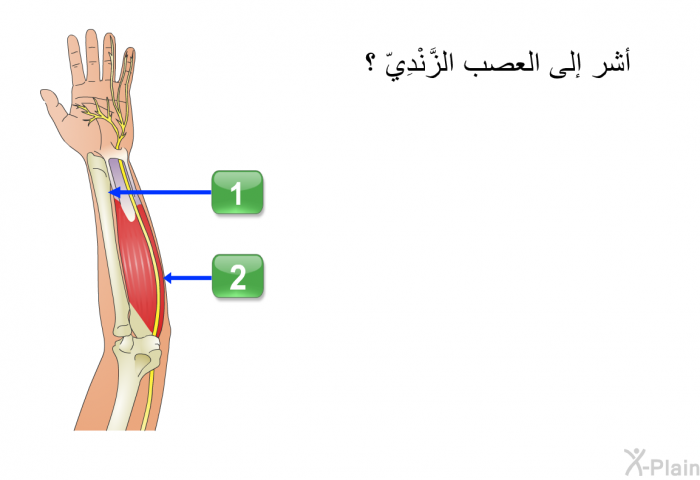 أشر إلى العصب الزَّنْدِيّ ؟