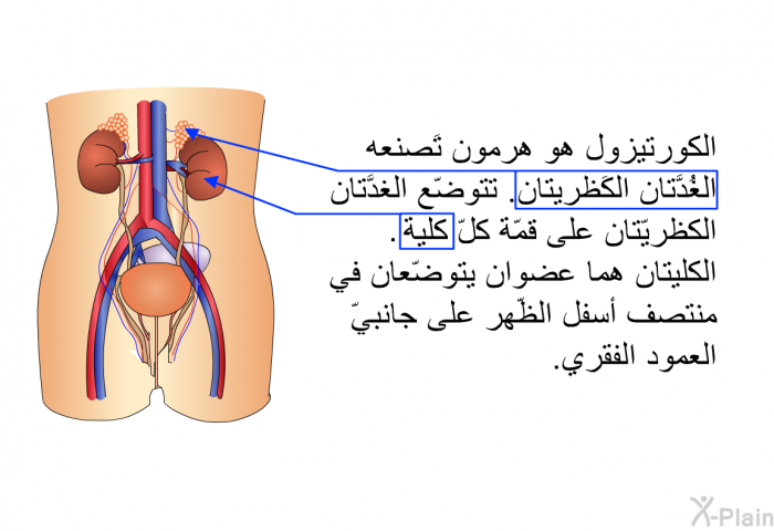 الكورتيزول هو هرمون تَصنعه الغُدَّتان الكَظريتان. تتوضّع الغدَّتان الكظريّتان على قمّة كلّ كلية. الكليتان هما عضوان يتوضّعان في منتصف أسفل الظّهر على جانبيّ العمود الفقري.