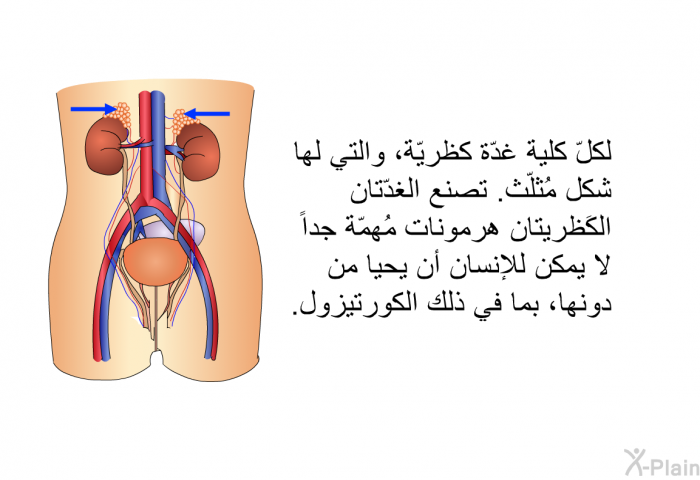 لكلّ كلية غدّة كظريّة، والتي لها شكل مُثلّث. تصنع الغدّتان الكَظريتان هرمونات مُهمّة جداً لا يمكن للإنسان أن يحيا من دونها، بما في ذلك الكورتيزول.