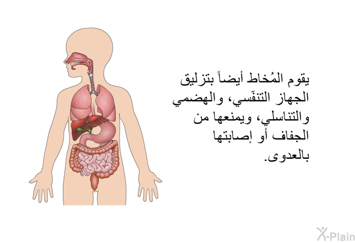 يقوم المُخاط أيضاً بتزليق الجهاز التنفّسي، والهضمي والتناسلي، ويمنعها من الجفاف أو إصابتها بالعدوى.