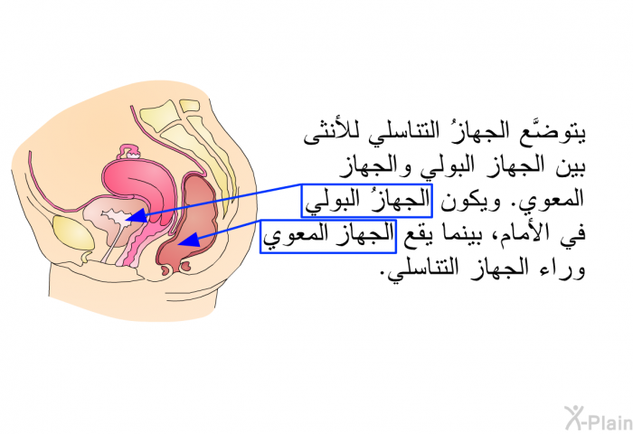 يتوضَّع الجهازُ التناسلي للأنثى بين الجهاز البولي والجهاز المعوي. ويكون الجهازُ البولي في الأمام، بينما يقع الجهاز المعوي وراء الجهاز التناسلي.