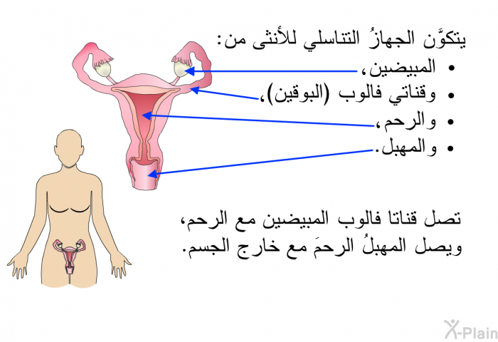 يتكوَّن الجهازُ التناسلي للأنثى من المبيضين وقناتي فالوب (البوقين)والرحم والمهبل. تصل قناتا فالوب المبيضين مع الرحم، ويصل المهبلُ الرحمَ مع خارج الجسم.