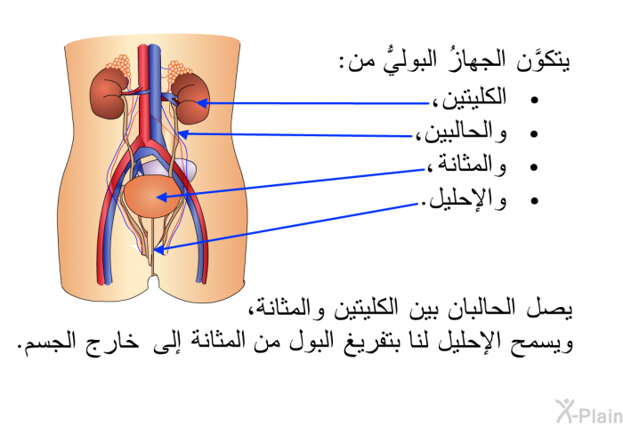 يتكوَّن الجهازُ البوليُّ من الكليتين والحالبين والمثانة والإحليل. يصل الحالبان بين الكليتين والمثانة، ويسمح الإحليل لنا بتفريغ البول من المثانة إلى خارج الجسم.