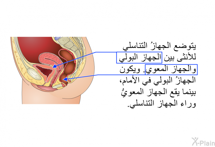 يتوضع الجهازُ التناسلي للأنثى بين الجهاز البولي والجهاز المعوي. ويكون الجهازُ البولي في الأمام، بينما يقع الجهاز المعويُّ وراء الجهاز التناسلي.