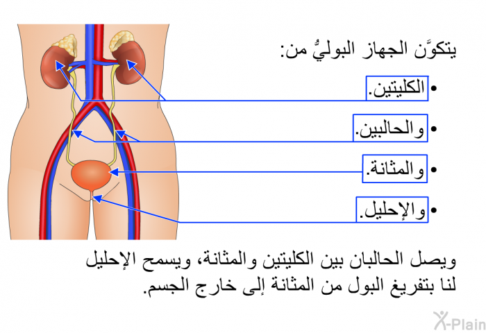 يتكوَّن الجهاز البوليُّ من الكليتين والحالبين والمثانة والإحليل. ويصل الحالبان بين الكليتين والمثانة، ويسمح الإحليل لنا بتفريغ البول من المثانة إلى خارج الجسم.