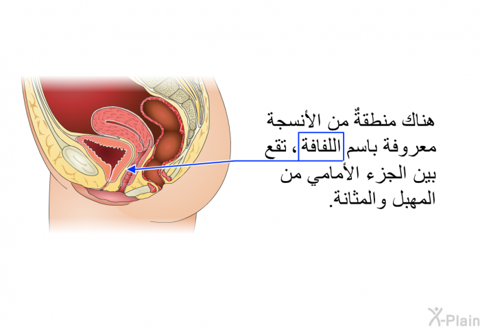 هناك منطقةٌ من الأنسجة معروفة باسم اللفافة، تقع بين الجزء الأمامي من المهبل والمثانة.