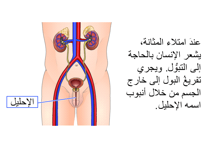 عندَ امتلاء المثانة، يشعر الإنسان بالحاجة إلى التبوُّل. ويجري تفريغُ البول إلى خارج الجسم من خلال أنبوب اسمه الإِحليل.