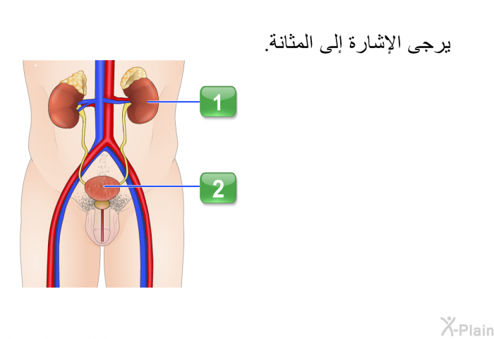 يرجى الإشارة إلى المثانة.