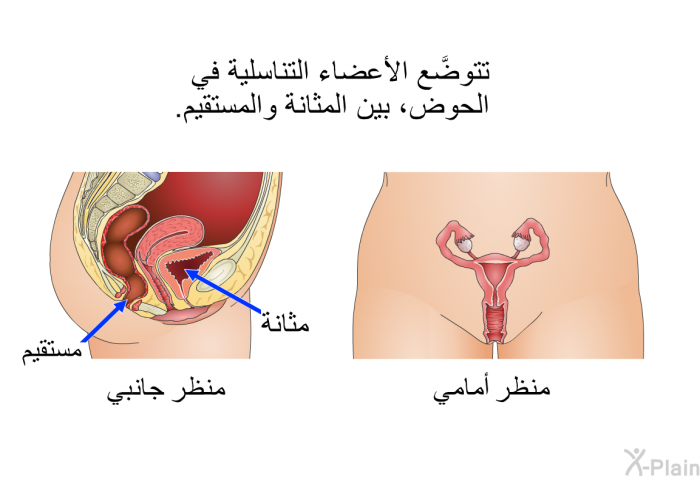 تتوضَّع الأعضاء التناسلية في الحوض، بين المثانة والمستقيم.