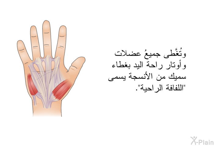 وتُغَّطى جميعُ عضلات وأوتار راحة اليد بغطاء سميك من الأنسجة يسمى "اللفافة الراحية".