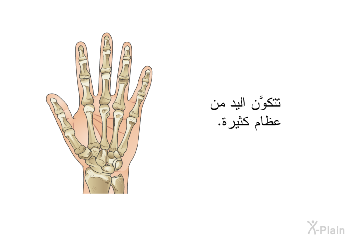 تتكوَّن اليد من عظام كثيرة.
