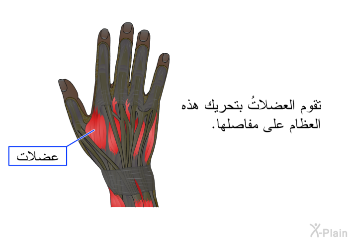 تقوم العضلاتُ بتحريك هذه العظام على مفاصلها.