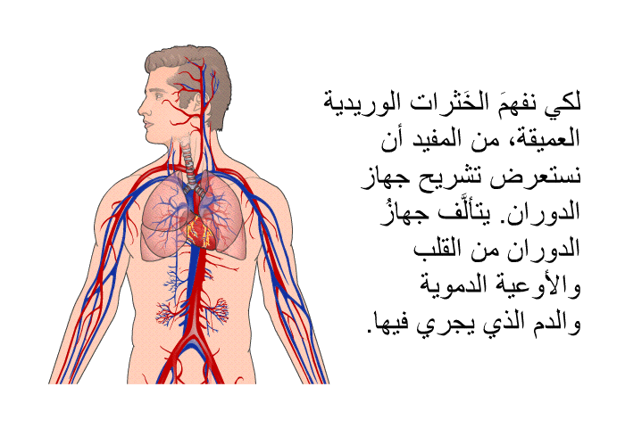 لكي نفهمَ الخَثرات الوريدية العميقة، من المفيد أن نستعرض تشريح جهاز الدوران. يتألَّف جهازُ الدوران من القلب والأوعية الدموية والدم الذي يجري فيها.