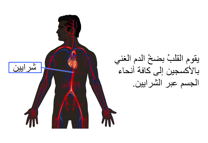 يقوم القلبُ بضخِّ الدم الغني بالأكسجين إلى كافة أنحاء الجسم عبر الشرايين.
