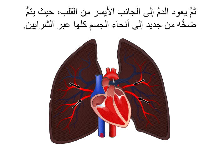 ثمَّ يعود الدمُ إلى الجانب الأيسر من القلب، حيث يتمُّ ضخُّه من جديد إلى أنحاء الجسم كلها عبر الشرايين.