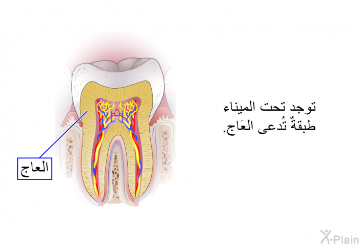 توجد تحت الميناء طبقةٌ تُدعى العَاج.