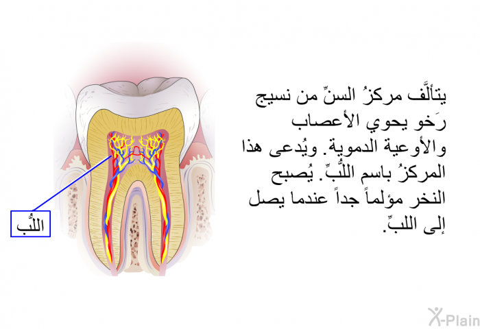 يتألَّف مركزُ السنِّ من نسيج رَخو يحوي الأعصاب والأوعية الدموية. ويُدعى هذا المركزُ باسم اللُّبِّ. يُصبح النخر مؤلماً جداً عندما يصل إلى اللبِّ.