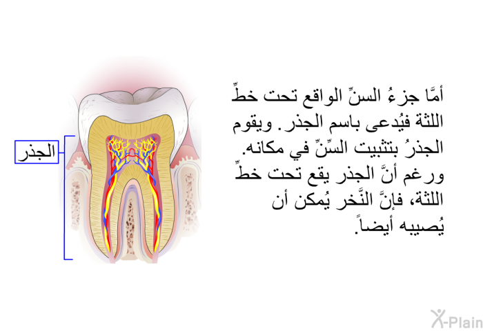 أمَّا جزءُ السنِّ الواقع تحت خطِّ اللثة فيُدعى باسم الجذر. ويقوم الجذرُ بتثبيت السِّنِّ في مكانه. ورغم أنَّ الجذر يقع تحت خطِّ اللثة، فإنَّ النَّخر يُمكن أن يُصيبه أيضاً.