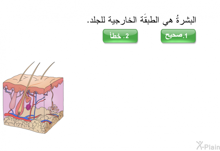 البشرةُ هي الطبقَة الخارجية للجلد.