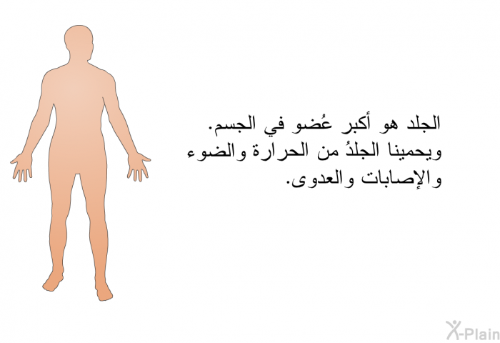 الجلد هو أكبر عُضو في الجسم. ويحمينا الجلدُ من الحرارة والضوء والإصابات والعدوى.