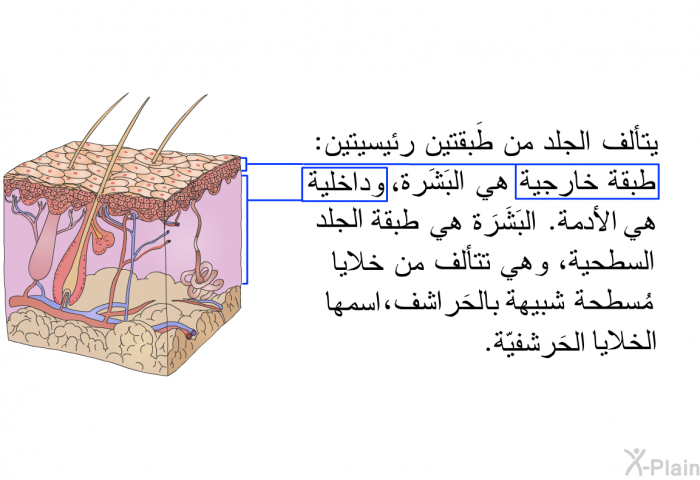 يتألف الجلد من طَبقتين رئيسيتين: طبقة خارجية هي البَشَرة، وداخلية هي الأدمة. البَشَرَة هي طبقة الجلد السطحية، وهي تتألف من خلايا مُسطحة شبيهة بالحَراشف، اسمها الخلايا الحَرشفيّة.