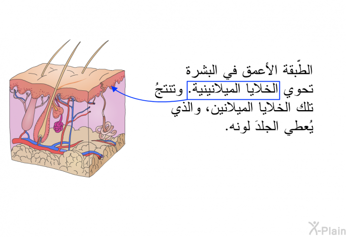 الطّبقة الأعمق في البشرة تحوي الخلايا الميلانينية. وتنتجُ تلك الخلايا الميلانين، والذي يُعطي الجلدَ لونه.