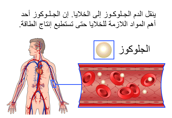ينقل الدم الجلوكوز إلى الخلايا. إن الجلوكوز أحد أهم المواد اللازمة للخلايا حتى تستطيع إنتاج الطاقة.