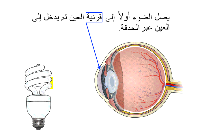 يصل الضوء أولاً إلى قرنية العين ثم يدخل الى العين عبر الحدقة.