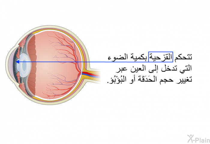 تتحكم القزحية بكمية الضوء التي تدخل إلى العين عبر تغيير حجم الحَدَقَة أو البُؤْبُؤ.