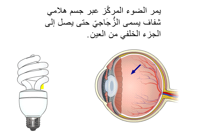 يمر الضوء المركَّز عبر جسم هلامي شفاف يسمى الزُّجَاجِيّ حتى يصل إلى الجزء الخلفي من العين.