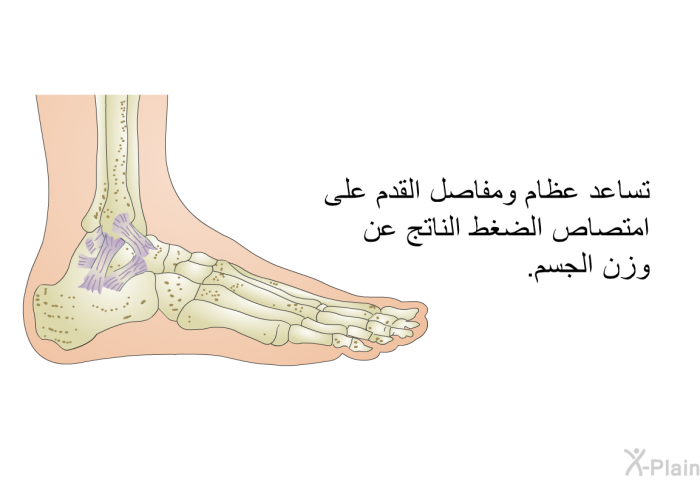 تساعد عظام ومفاصل القدم على امتصاص الضغط الناتج عن وزن الجسم<B>.</B>