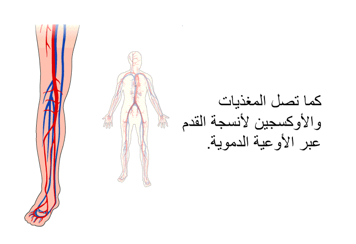 كما تصل المغذيات والأوكسجين لأنسجة القدم عبر الأوعية الدموية<B>. </B>