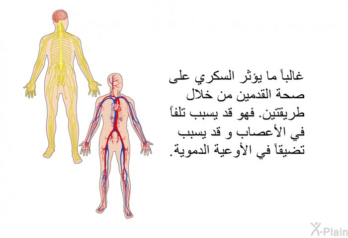 غالباً ما يؤثر السكري على صحة القدمين من خلال طريقتين<B>: </B>فهو قد يسبب تلفاً في الأعصاب و قد يسبب تضيقاً في الأوعية الدموية<B>. </B>