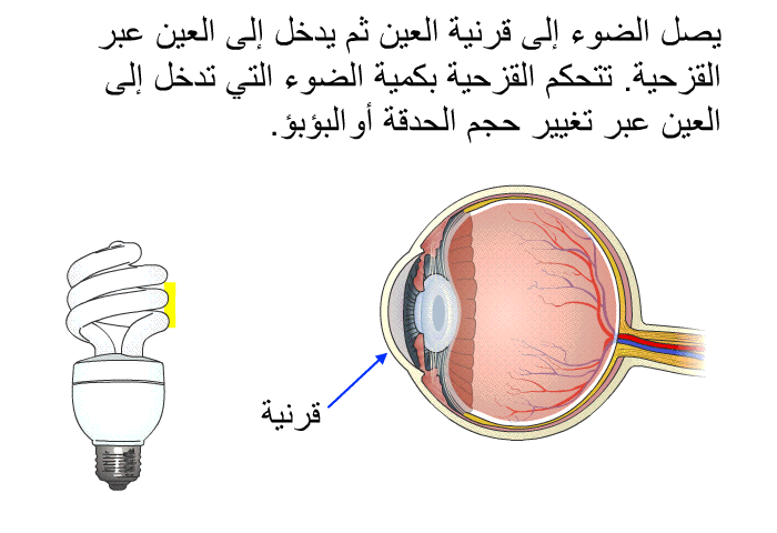 يصل الضوء إلى قرنية العين ثم يدخل إلى العين عبر القزحية. تتحكم القزحية بكمية الضوء التي تدخل إلى العين عبر تغيير حجم الحدقة أو البؤبؤ.