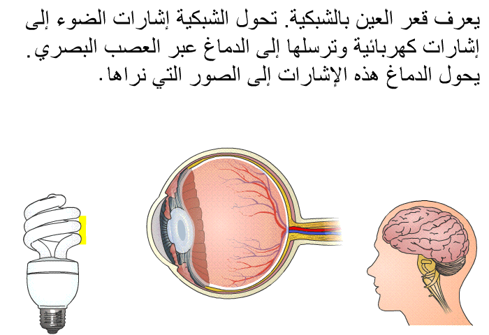 يعرف قعر العين بالشبكية. تحول الشبكية إشارات الضوء إلى إشارات كهربائية وترسلها إلى الدماغ عبر العصب البصري. يحول الدماغ هذه الإشارات إلى الصور التي نراها.