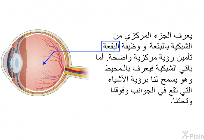 يعرف الجزء المركزي من الشبكية بـالبقعة ووظيفة البقعة تأمين رؤية مركزية واضحة. أما باقي الشبكية فيعرف بالـمحيط وهو يسمح لنا برؤية الأشياء التي تقع في الجوانب وفوقنا وتحتنا.