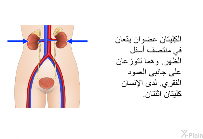 الكِليتان عضوان يقعان في منتصف أسفل الظهر. وهما تتوزعان على جانبي العمود الفقري. لدى الإنسان كِليتان اثنتان.