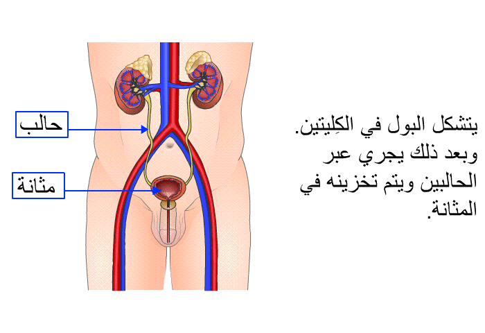 يتشكل البول في الكِليتين. وبعد ذلك يجري عبر الحالبين ويتم تخزينه في المثانة.
