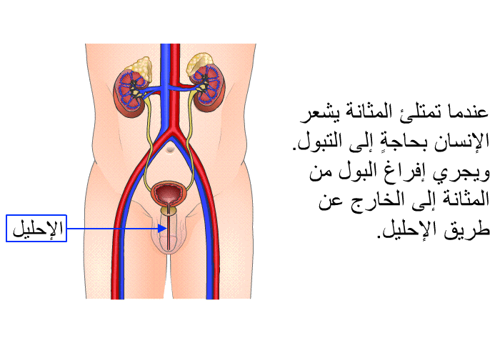 عندما تمتلئ المثانة يشعر الإنسان بحاجةٍ إلى التبول. ويجري إفراغ البول من المثانة إلى الخارج عن طريق الإحليل.