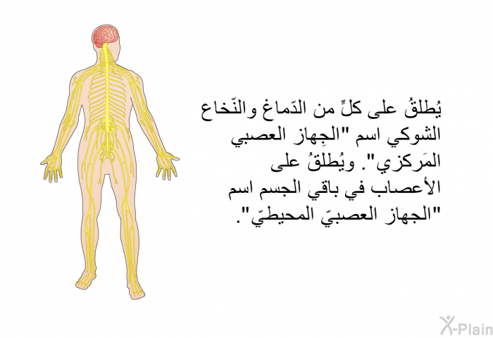 يُطلقُ على كلٍّ من الدّماغ والنّخاع الشّوكيّ اسم "الجِهاز العصبيّ المَركزيّ". ويُطلقُ على الأعصاب في باقي الجسم اسم "الجهاز العصبيّ المحيطيّ".