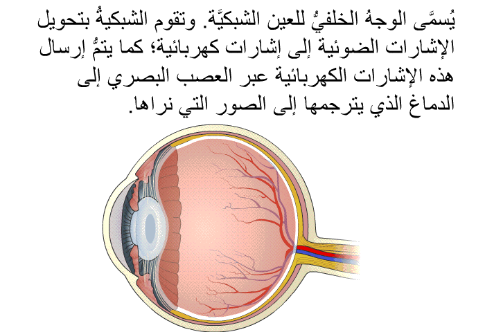 يُسمَّى الوجهُ الخلفيُّ للعين الشبكيَّة. وتقوم الشبكيةُ بتحويل الإشارات الضوئية إلى إشارات كهربائية؛ كما يتمُّ إرسال هذه الإشارات الكهربائية عبر العصب البصري إلى الدماغ الذي يترجمها إلى الصور التي نراها.