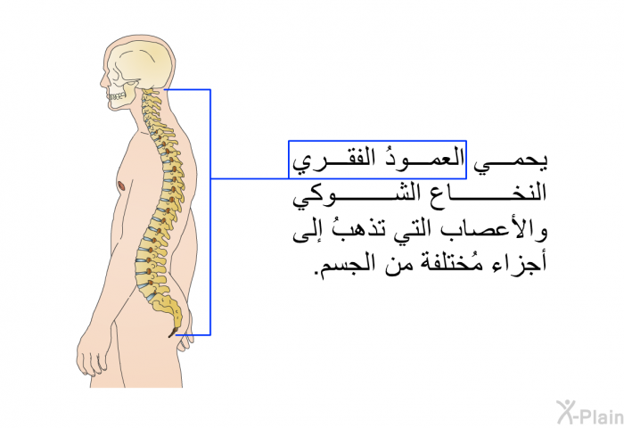 يحمي العمودُ الفقري النخاع الشوكي والأعصاب التي تذهبُ إلى أجزاء مُختلفة من الجسم.