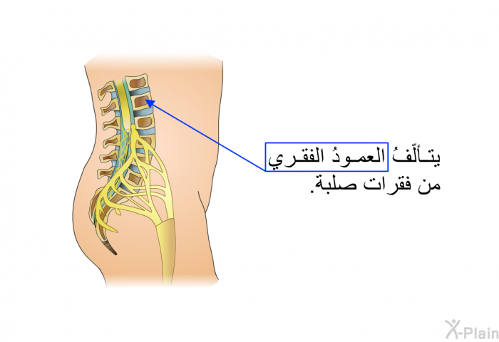 يتألّفُ العمودُ الفقري من فقرات صلبة.