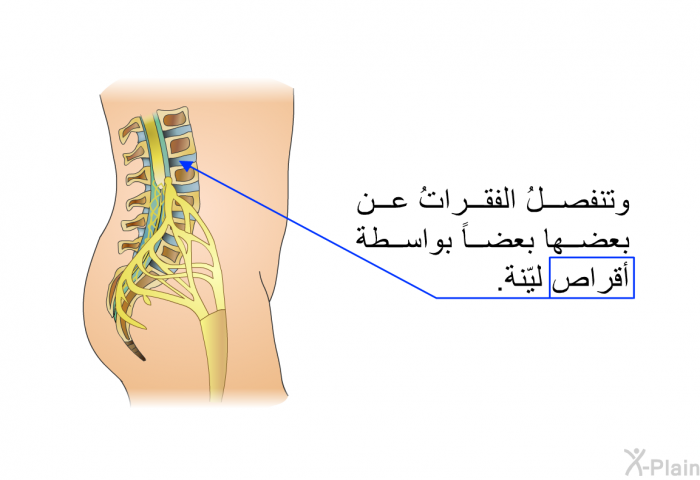 وتنفصلُ الفقراتُ عن بعضها بعضاً بواسطة أقراص ليّنة.