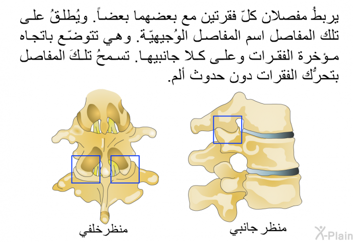 يربطُ مفصلان كلّ فقرتين مع بعضهما بعضاً. ويُطلقُ على تلك المفاصل اسم المفاصل الوُجيهيّة. وهي تتوضّع باتجاه مؤخرة الفقرات وعلى كلا جانبيها. تسمحُ تلكَ المفاصل بتحرُّك الفقرات دون حدوث ألم.