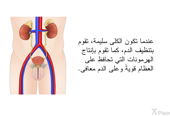 عندما تكون الكلى سليمة، تقوم بتنظيف الدم، كما تقوم بإنتاج الهرمونات التي تحافظ على العظام قويةً وعلى الدم معافى.